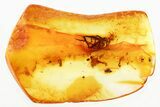 Detailed Fossil Dagger Fly (Empididae) In Baltic Amber #346667-1